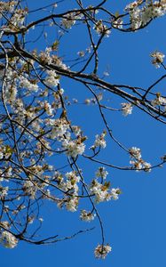 Preview wallpaper sakura, flowers, branches, spring, sky, blue