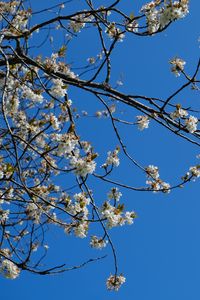 Preview wallpaper sakura, flowers, branches, spring, sky, blue