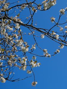 Preview wallpaper sakura, flowers, branches, spring, sky, blue