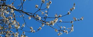 Preview wallpaper sakura, flowers, branches, spring, sky, blue