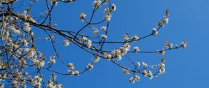 Preview wallpaper sakura, flowers, branches, spring, sky, blue