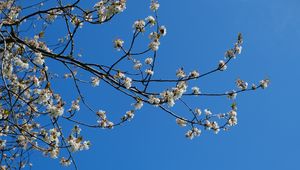 Preview wallpaper sakura, flowers, branches, spring, sky, blue