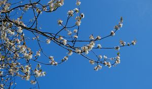 Preview wallpaper sakura, flowers, branches, spring, sky, blue