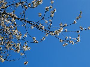 Preview wallpaper sakura, flowers, branches, spring, sky, blue