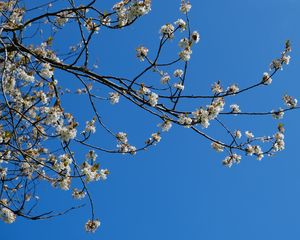 Preview wallpaper sakura, flowers, branches, spring, sky, blue