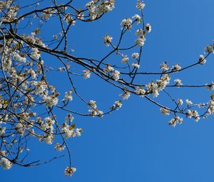 Preview wallpaper sakura, flowers, branches, spring, sky, blue