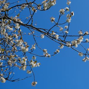 Preview wallpaper sakura, flowers, branches, spring, sky, blue