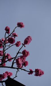 Preview wallpaper sakura, flowers, branches, macro