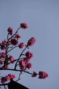 Preview wallpaper sakura, flowers, branches, macro