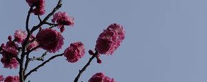 Preview wallpaper sakura, flowers, branches, macro