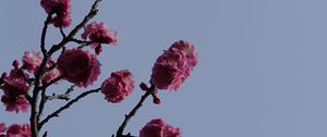 Preview wallpaper sakura, flowers, branches, macro