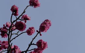 Preview wallpaper sakura, flowers, branches, macro