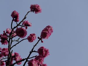 Preview wallpaper sakura, flowers, branches, macro