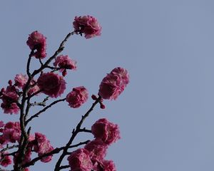 Preview wallpaper sakura, flowers, branches, macro