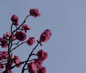 Preview wallpaper sakura, flowers, branches, macro