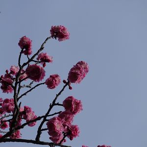 Preview wallpaper sakura, flowers, branches, macro
