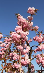 Preview wallpaper sakura, flowers, branches, spring, pink