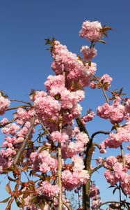 Preview wallpaper sakura, flowers, branches, spring, pink