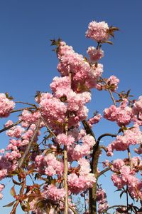 Preview wallpaper sakura, flowers, branches, spring, pink