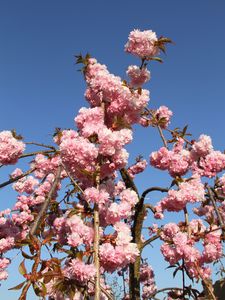 Preview wallpaper sakura, flowers, branches, spring, pink