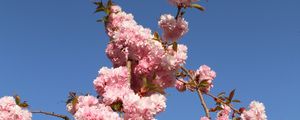 Preview wallpaper sakura, flowers, branches, spring, pink