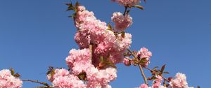 Preview wallpaper sakura, flowers, branches, spring, pink