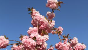 Preview wallpaper sakura, flowers, branches, spring, pink