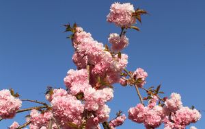 Preview wallpaper sakura, flowers, branches, spring, pink