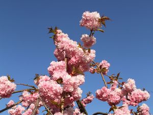 Preview wallpaper sakura, flowers, branches, spring, pink