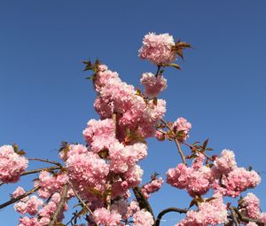 Preview wallpaper sakura, flowers, branches, spring, pink