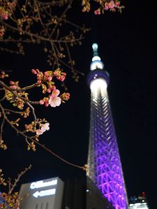 Preview wallpaper sakura, flowers, branches, tower, backlight, dark