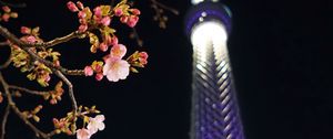 Preview wallpaper sakura, flowers, branches, tower, backlight, dark