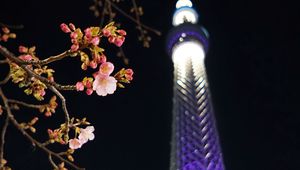 Preview wallpaper sakura, flowers, branches, tower, backlight, dark