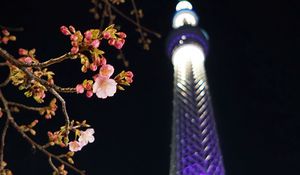 Preview wallpaper sakura, flowers, branches, tower, backlight, dark