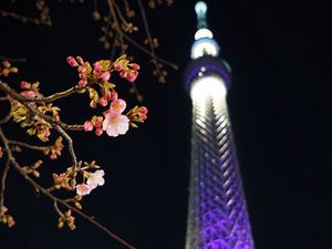 Preview wallpaper sakura, flowers, branches, tower, backlight, dark