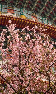 Preview wallpaper sakura, flowers, branches, temple, japan