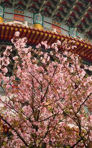 Preview wallpaper sakura, flowers, branches, temple, japan