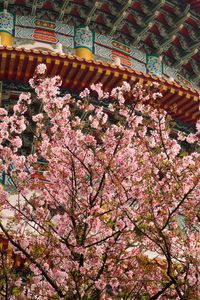 Preview wallpaper sakura, flowers, branches, temple, japan
