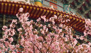 Preview wallpaper sakura, flowers, branches, temple, japan