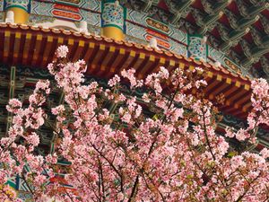 Preview wallpaper sakura, flowers, branches, temple, japan