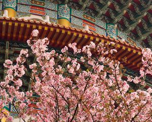 Preview wallpaper sakura, flowers, branches, temple, japan