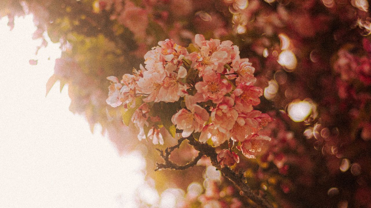 Wallpaper sakura, flowers, branches, light, rays