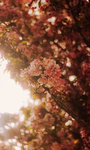 Preview wallpaper sakura, flowers, branches, light, rays