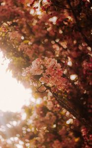 Preview wallpaper sakura, flowers, branches, light, rays