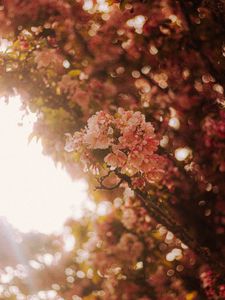 Preview wallpaper sakura, flowers, branches, light, rays