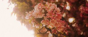 Preview wallpaper sakura, flowers, branches, light, rays