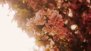 Preview wallpaper sakura, flowers, branches, light, rays