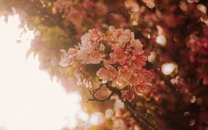 Preview wallpaper sakura, flowers, branches, light, rays