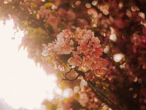 Preview wallpaper sakura, flowers, branches, light, rays