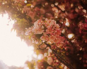 Preview wallpaper sakura, flowers, branches, light, rays